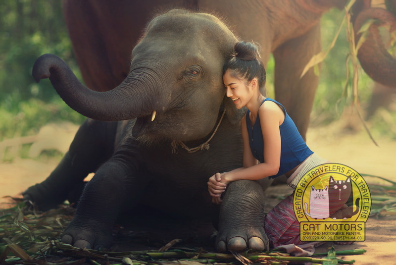 elephant sanctuary mae hong son thailand