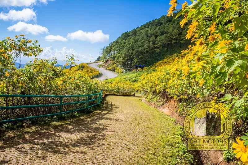 Mae Hor Mexican Sunflower Field things to do mae sariang