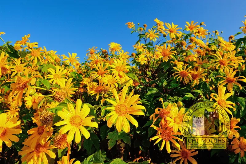 Wild Sunflowers Field Bua Tong things to do khun yuam
