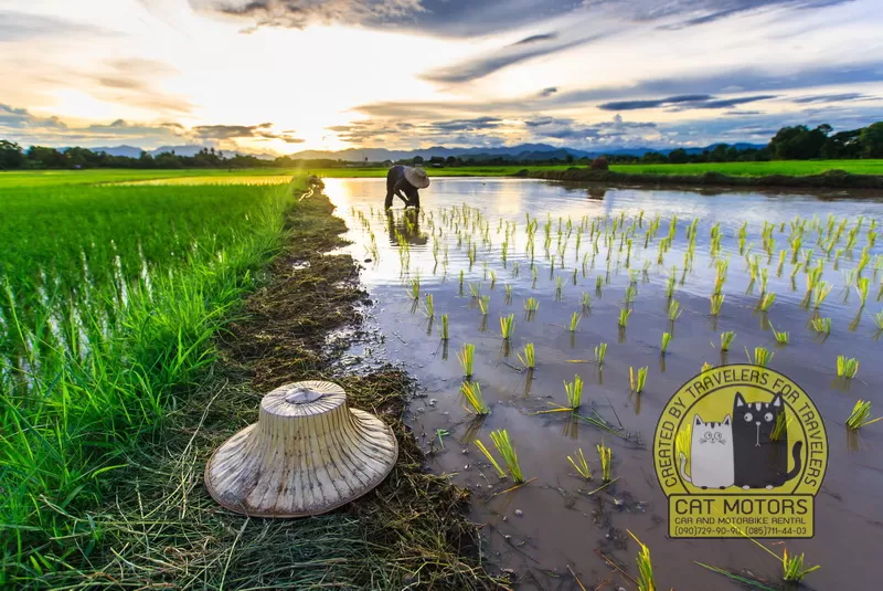 shan agriculture mae hong son 1