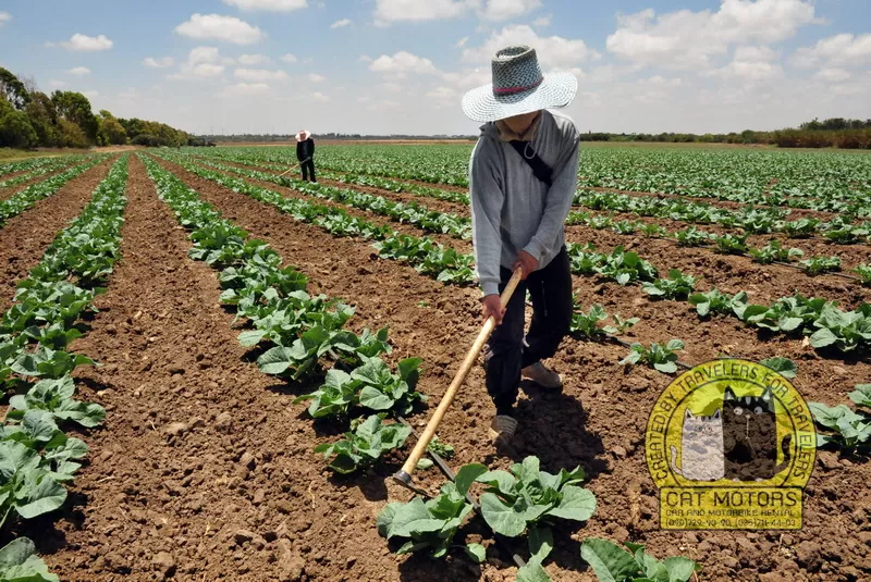 shan agriculture mae hong son 4
