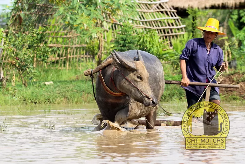 shan agriculture mae hong son 6