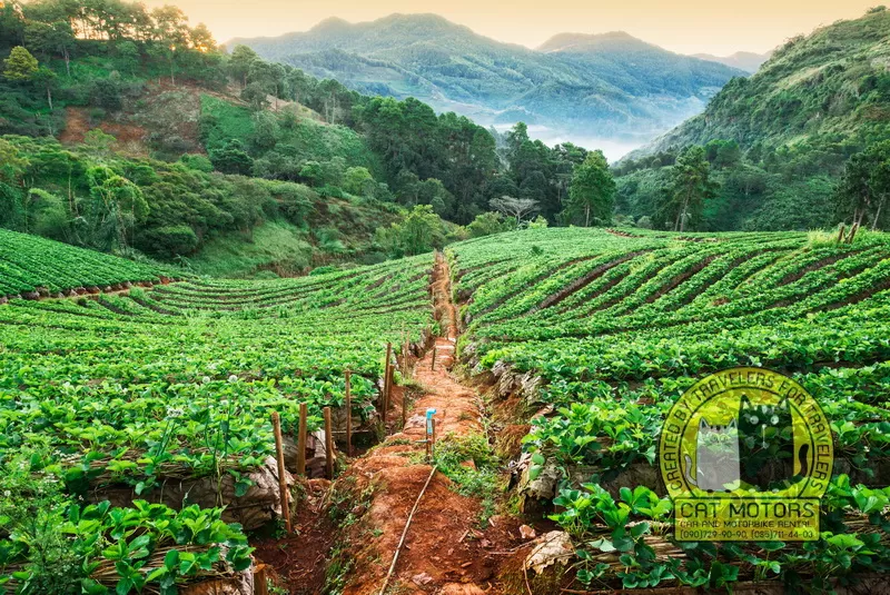 shan agriculture mae hong son